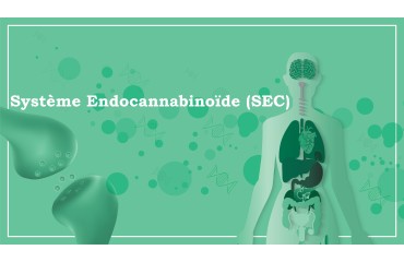 SEC : Système endocannabinoïde